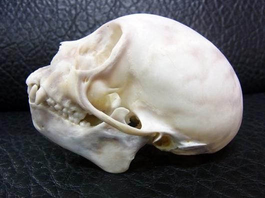 即納☆激レア 1点もの フサオマキザル 頭骨 - 頭骨・骨格標本・剥製