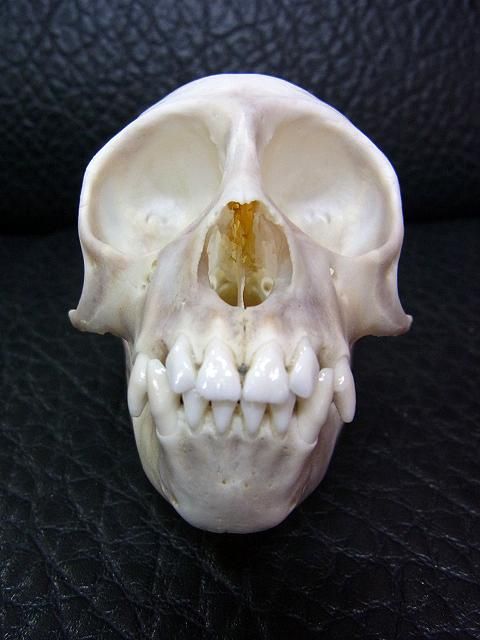 即納☆激レア 1点もの フサオマキザル 頭骨 - 頭骨・骨格標本・剥製