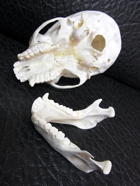 即納☆激レア 1点もの フサオマキザル 頭骨 - 頭骨・骨格標本