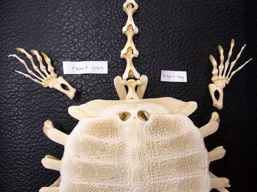 ★即納★ 特大！ インドシナオオスッポン Asiatic giant softshell turtle 全身骨格標本 - 頭骨・骨格標本・剥製販売　 【Core-Box】