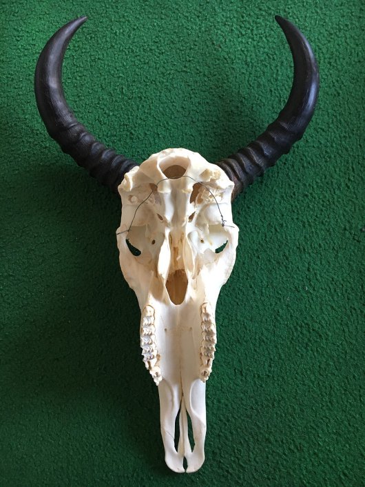 ◆即納　アフリカ便！レア！高品質　サザビー スカルホーン - 頭骨・骨格標本・剥製販売　【Core-Box】