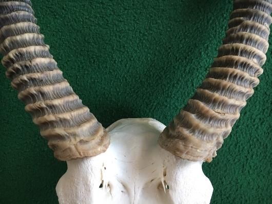 ◇即納 アフリカ便！大迫力！ウォーターバック スカルホーン - 頭骨