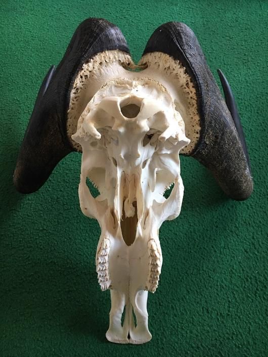 オグロヌー スカルホーン ※捕獲データ付 【公式通販】