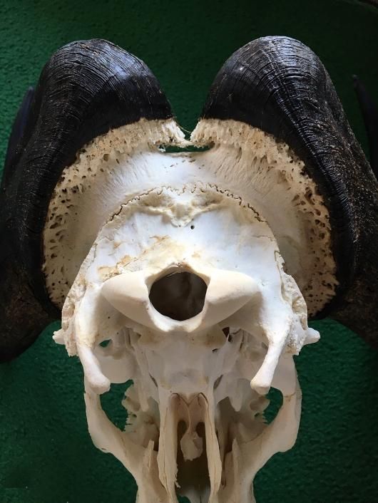 スプリングボック スカルホーン ☆即納☆アフリカ便！スプリングボック スカルホーン（台座付