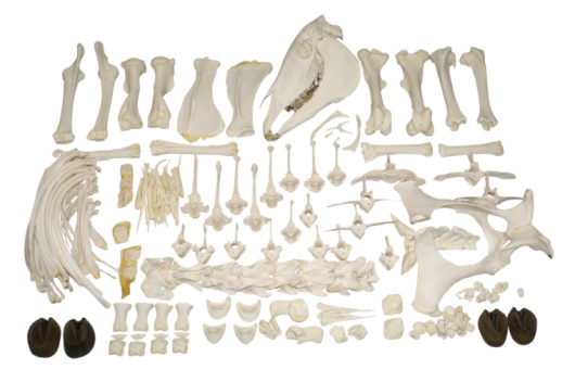高品質！馬（シャギャ・アラブ）の全身骨格標本 - 頭骨・骨格標本 