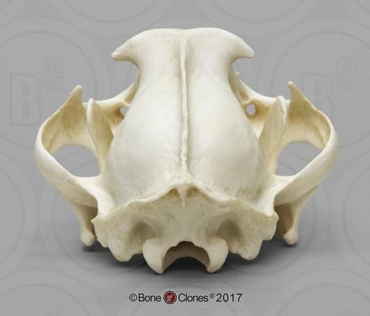 高品質！ビーバーの頭骨（Mサイズ ☆即納☆アメリカ ビーバーの頭骨 - 頭骨・骨格標本・剥製販売