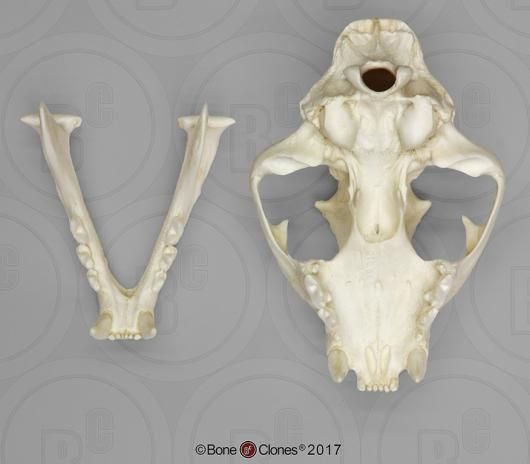 ピューマ ♂ 頭骨レプリカ ☆特選！☆最高品質！ - 頭骨・骨格標本