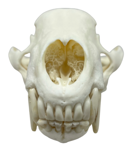 ヨーロッパアナグマの全身骨格標本（オス） - 頭骨・骨格標本・剥製 