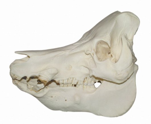 ブタの全身骨格標本（オス） - 頭骨・骨格標本・剥製販売 【Core-Box】