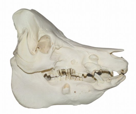 ブタの全身骨格標本（オス） - 頭骨・骨格標本・剥製販売 【Core-Box】