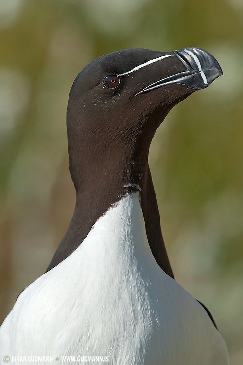 ☆即納☆良好！オオハシウミガラス Razorbill 頭骨☆ - 頭骨・骨格標本