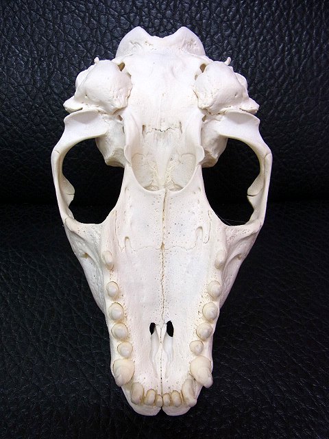 高品質！ ハイイロアザラシ（Gray Seal）頭骨 ♀ - インテリア小物