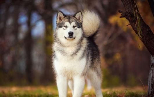 アラスカン・マラミュート 写真資料集「The Alaskan Malamute」 アラスカン・マラミュート 写真資料集「The Alaskan Malamute」 - メルカリ