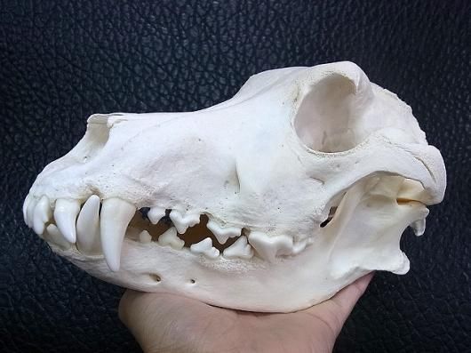 ☆即納☆ 高品質！特大！ アラスカン・マラミュート（Alaskan Malamute