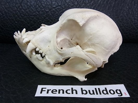 ☆即納☆ 高品質！ フレンチ・ブルドッグ（French bulldog）頭骨 No.3 - 頭骨・骨格標本・剥製販売 【Core-Box】