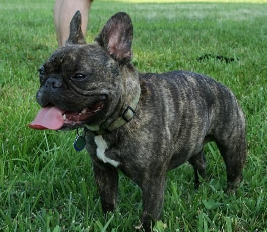 ☆即納☆ 高品質！ フレンチ・ブルドッグ（French bulldog）頭骨