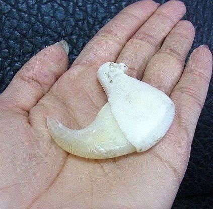 ☆即納☆ アフリカライオン 爪（No.6）※登録票付 - 頭骨・骨格標本