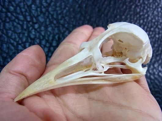 レア！高品質　マダラシギダチョウ（Spotted nothura）頭骨 ☆即納☆ レア！高品質 マダラシギダチョウ（Spotted nothura）頭骨