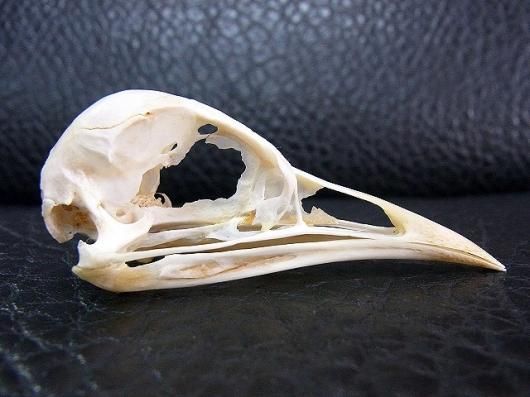 ☆即納☆ レア！カンムリシギダチョウの頭骨 - 頭骨・骨格標本・剥製