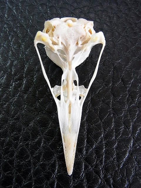 ☆即納☆ レア！カンムリシギダチョウの頭骨 - 頭骨・骨格標本・剥製