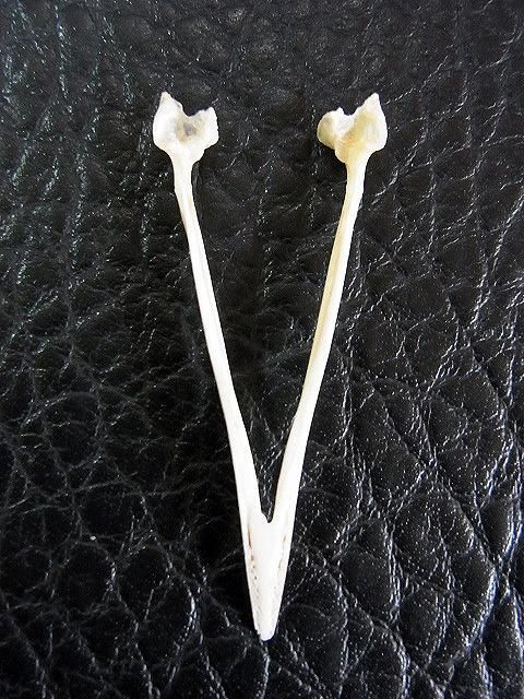 ☆即納☆ レア！カンムリシギダチョウの頭骨 - 頭骨・骨格標本・剥製