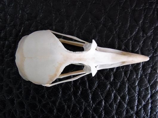 ☆即納☆ レア！カンムリシギダチョウの頭骨 - 頭骨・骨格標本・剥製