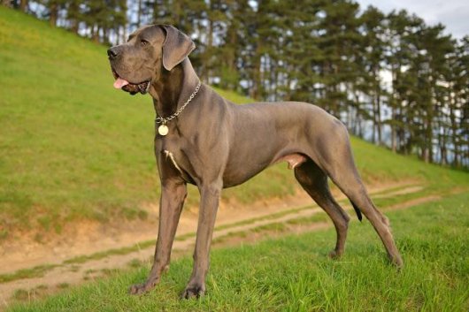 ☆即納☆ 高品質！大型犬 グレート・デン（Great Dane）全身骨格標本 - 頭骨・骨格標本・剥製販売 【Core-Box】