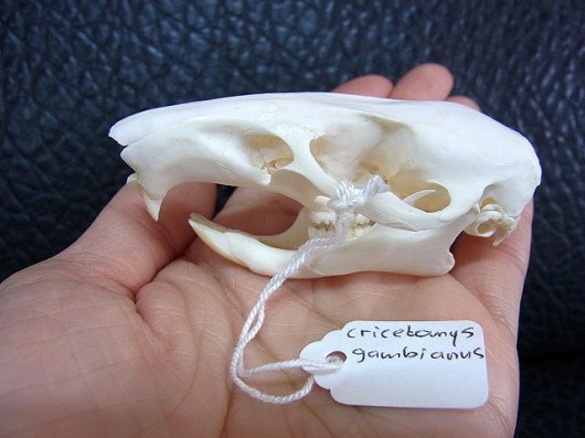 ☆即納☆美！☆ サバンナアフリカオニネズミの頭骨☆ - 頭骨・骨格標本 