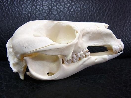 アカクビワラビー 頭骨 ☆即納☆ アカクビワラビー 頭骨 ☆ - 頭骨・骨格標本・剥製販売