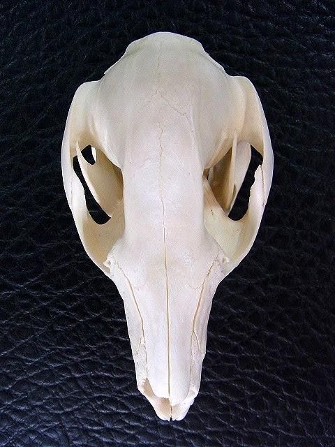 アカクビワラビー 頭骨 ☆即納☆ アカクビワラビー 頭骨 ☆ - 頭骨・骨格標本・剥製販売