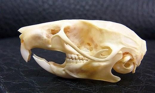 ☆即納☆ アゼネズミ 頭骨 ☆ - 頭骨・骨格標本・剥製販売