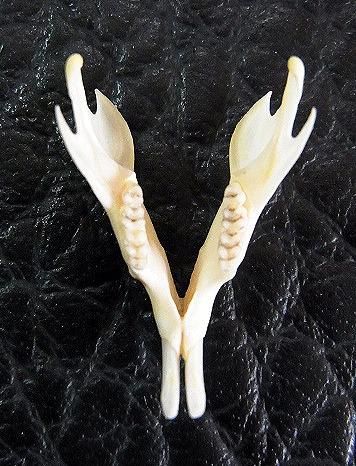 ☆即納☆ アゼネズミ 頭骨 ☆ - 頭骨・骨格標本・剥製販売