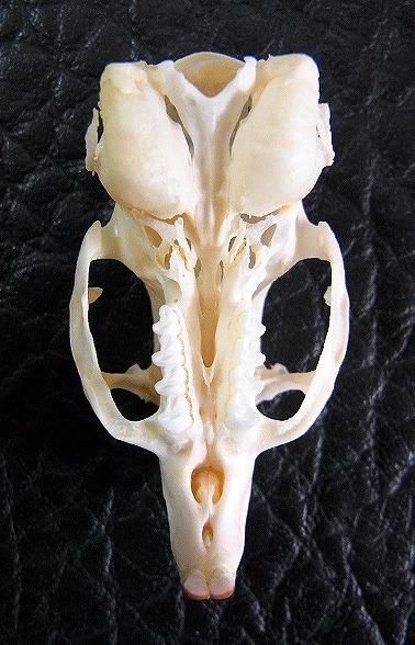 ☆即納☆ デグー 頭骨 ☆ - 頭骨・骨格標本・剥製販売 【Core-Box】