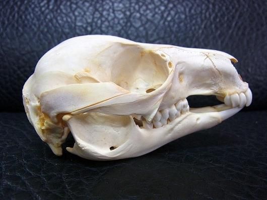 パルマワラビー 頭骨 ☆即納☆ パルマワラビー 頭骨 ☆ - 頭骨・骨格標本・剥製販売