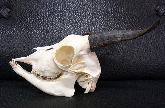 高品質　ヨーロッパヤギ スカルホーン（下顎付） ☆ 即納 ☆ ヤギ（カメルーンドラフトゴート）のスカルホーン （下顎付