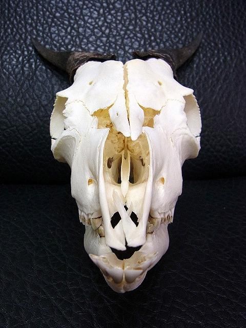 オグロヌー スカルホーン　※捕獲データ付 ☆ 即納☆ アフリカ便！ オグロヌー スカルホーン ※捕獲データ付