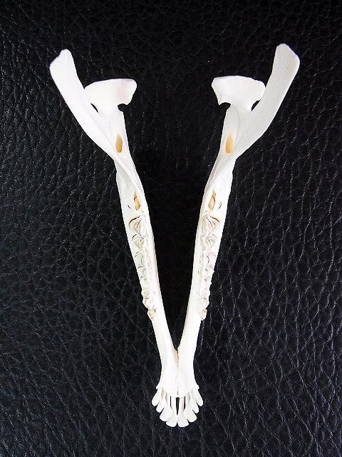 高品質　ヨーロッパヤギ スカルホーン（下顎付） ☆ 即納 ☆ ヤギ（ジルジェンターナ）のスカルホーン （下顎付