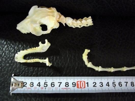 レア！ マレーヒヨケザル Sunda Flying Lemur 全身骨格標本 ☆即納☆ マレーヒヨケザル Sunda Flying Lemur 全身骨格標本