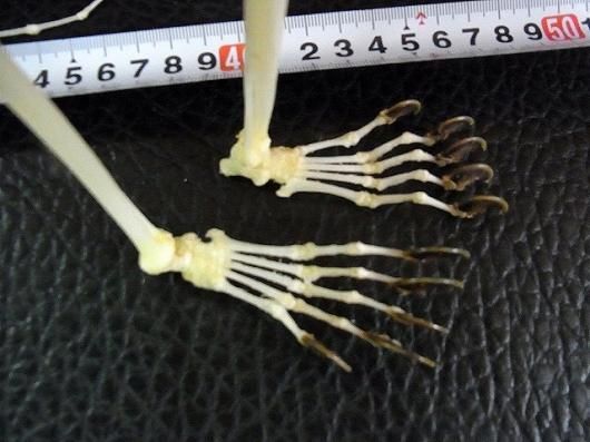 ☆即納☆レア！ マレーヒヨケザル Sunda Flying Lemur 全身骨格