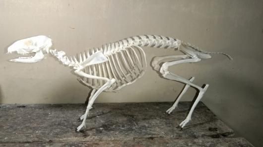 ☆即納☆レア！ ヒメマメジカ（♂）Lesser mouse-deer 全身骨格標本