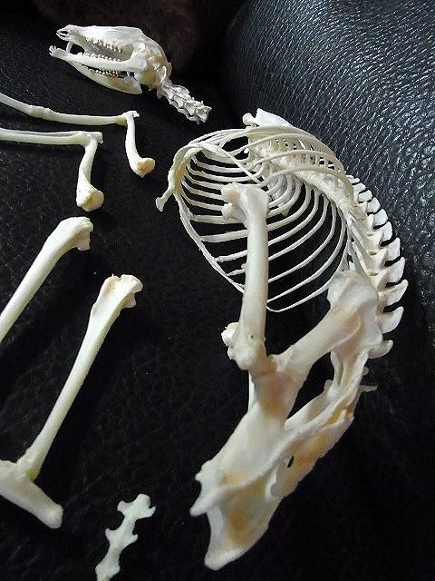 高品質！ノロジカ　Roe deer　全身骨格標本 鹿の骨格 その7 脊椎(背骨)編 | 気まぐれハンター日記