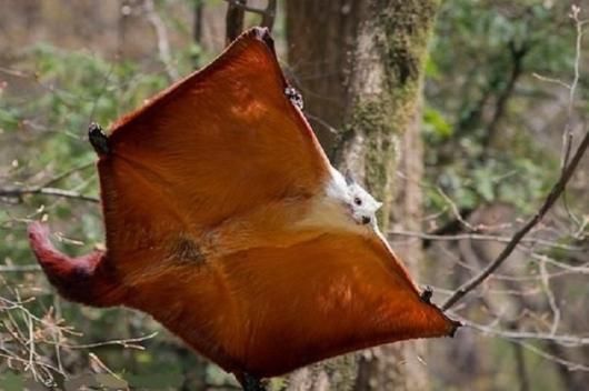 ☆即納☆ オオアカムササビ（Red giant flying squirrel）の頭骨