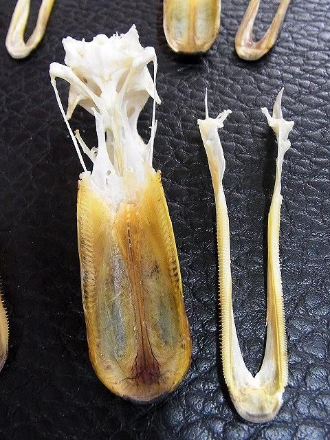 ☆即納☆ 高品質!マガモ 頭骨 ☆ - 頭骨・骨格標本・剥製販売 ☆即納☆ 高品質!マガモ 頭骨 ☆ - 頭骨・骨格標本・剥製販売