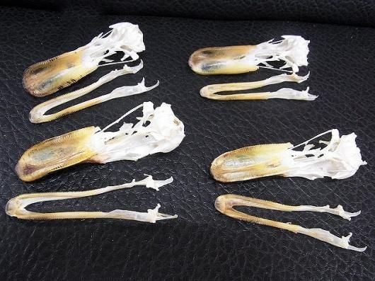 ☆即納☆ 高品質！マガモ 頭骨 ☆ - 頭骨・骨格標本・剥製販売