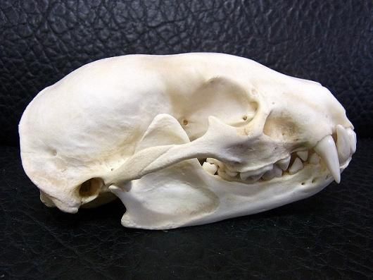 ☆ 即納 ☆高品質 アメリカ アナグマ（badger）の頭骨 - 頭骨