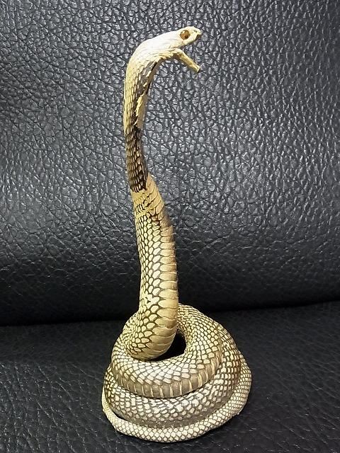 ☆ 即納 ☆ コブラの剥製☆置き式タイプ - 頭骨・骨格標本・剥製販売