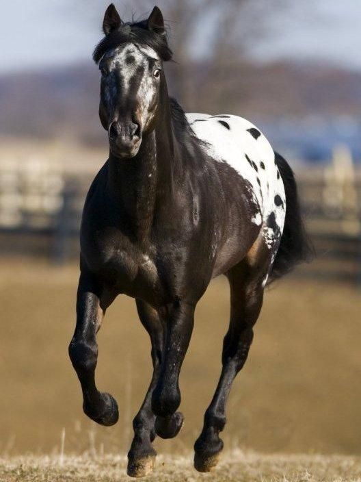高品質!馬(アパルーサ)の全身骨格標本 - 頭骨・骨格標本 高品質!馬(アパルーサ)の全身骨格標本 - 頭骨・骨格標本