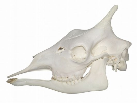 高品質！ウガンダキリンの全身骨格標本（オス）-2 - 頭骨・骨格標本 