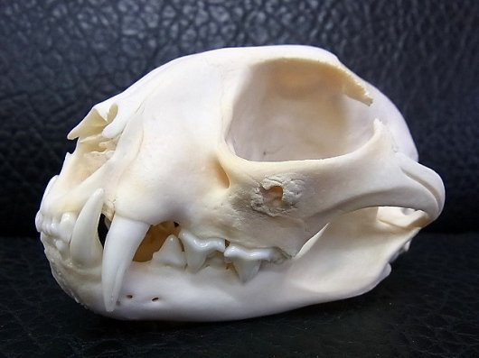 即納☆ 高品質！ボブキャットの頭骨 - 頭骨・骨格標本・剥製販売