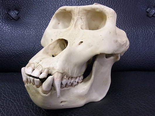 東ローランド ゴリラ オス 骨格標本 レプリカ 頭蓋骨 サル スカル